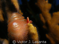 Christmas tree in a fire coral at forest dive site in Par... by Victor J. Lasanta 
